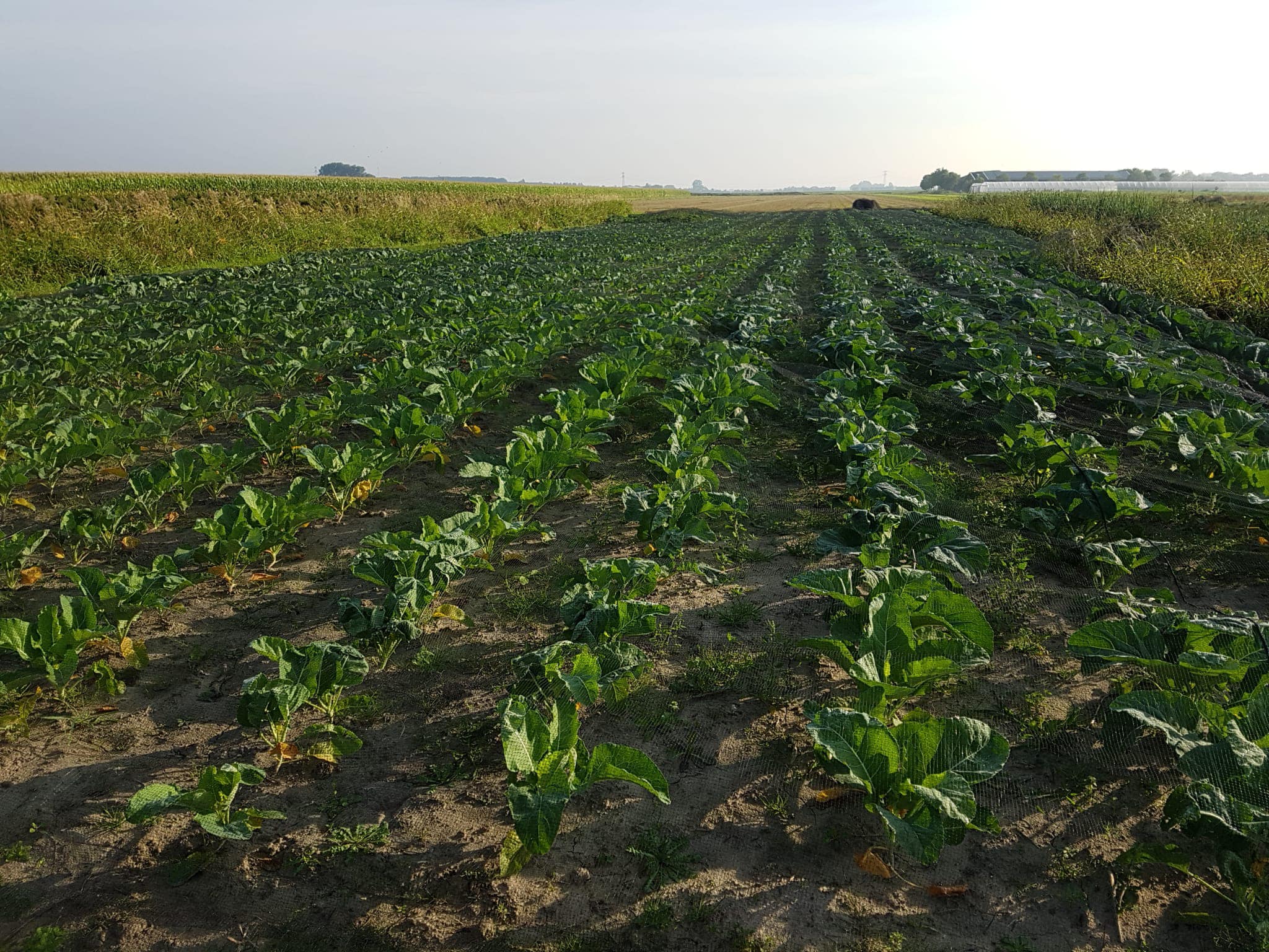 bloemkool onder doek