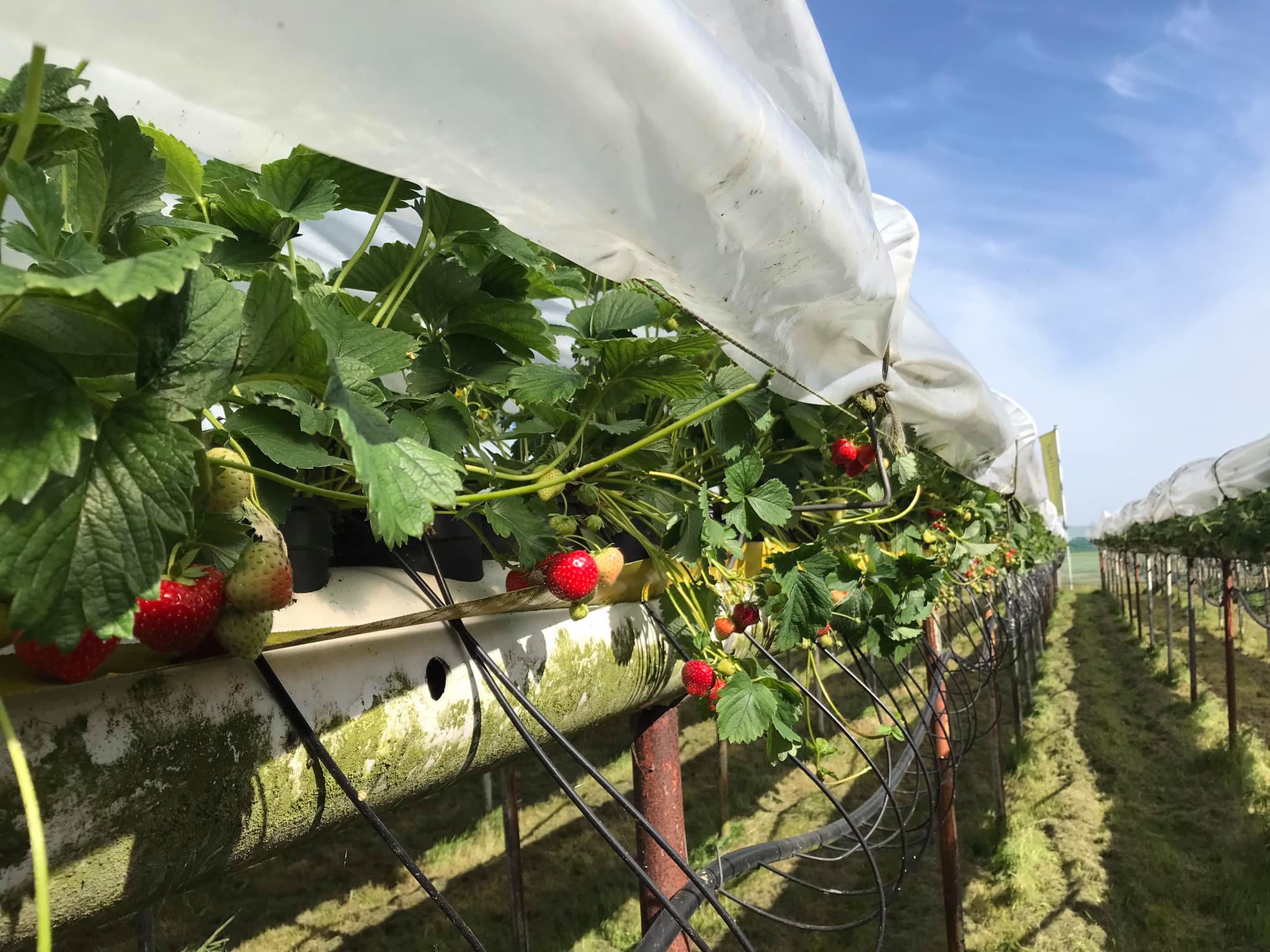 aardbeien stellingen